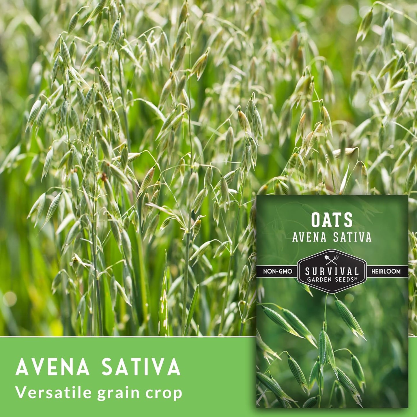 Semillas avena para té y cultivos sin OMG