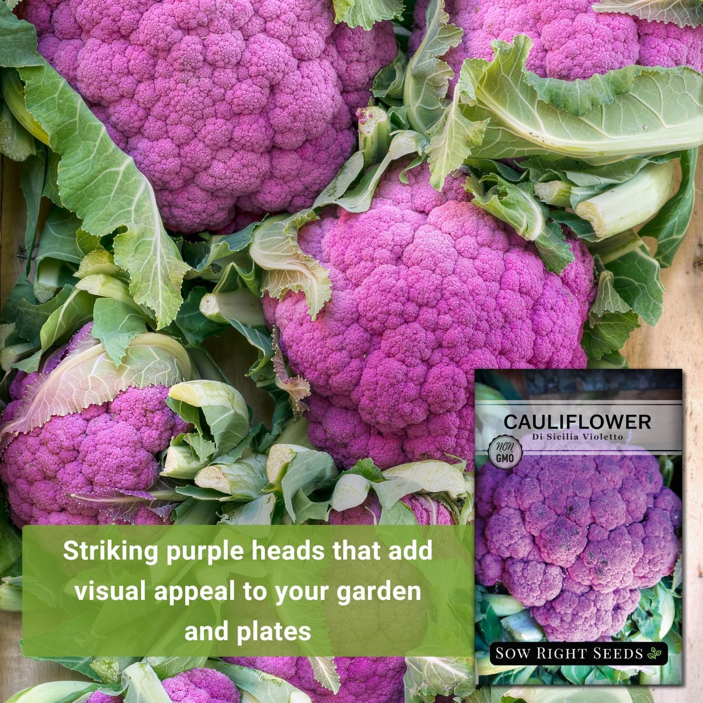 Semillas coliflor violetto para plantar en huerto al aire libre
