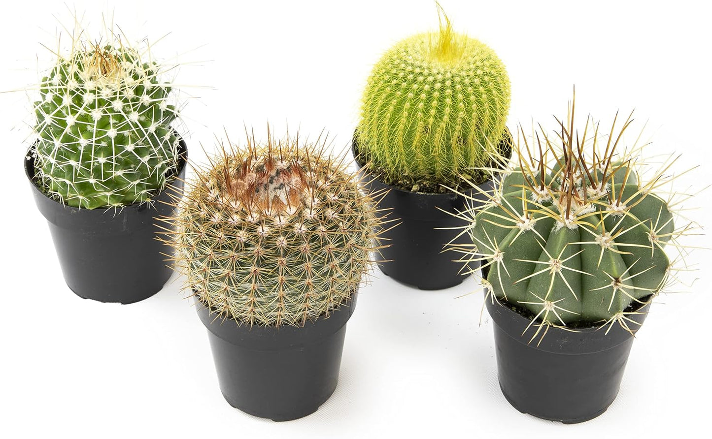 Surtido plantas cactus y suculentas vivas 4 pzas