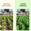 Fertilizante 10-10-10 para verduras 8oz con hierro
