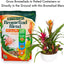 Mezcla bromelia 8qt