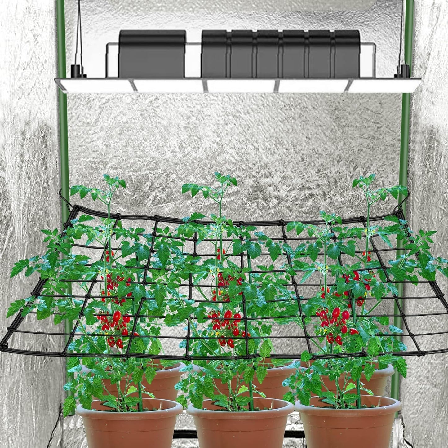 Red Scrog 4x4 elástica con ganchos para cultivo interior