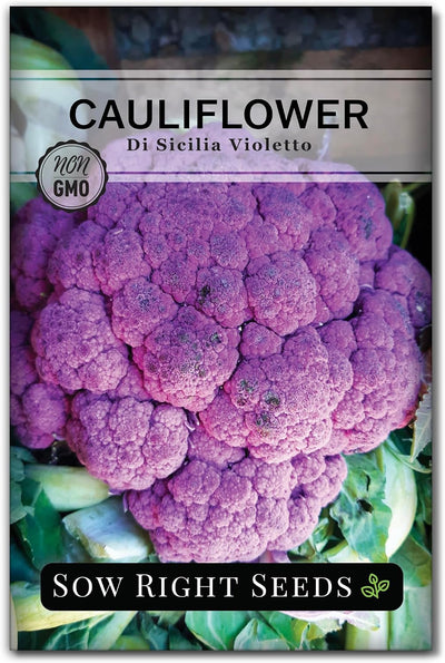 Semillas coliflor violetto para plantar en huerto al aire libre
