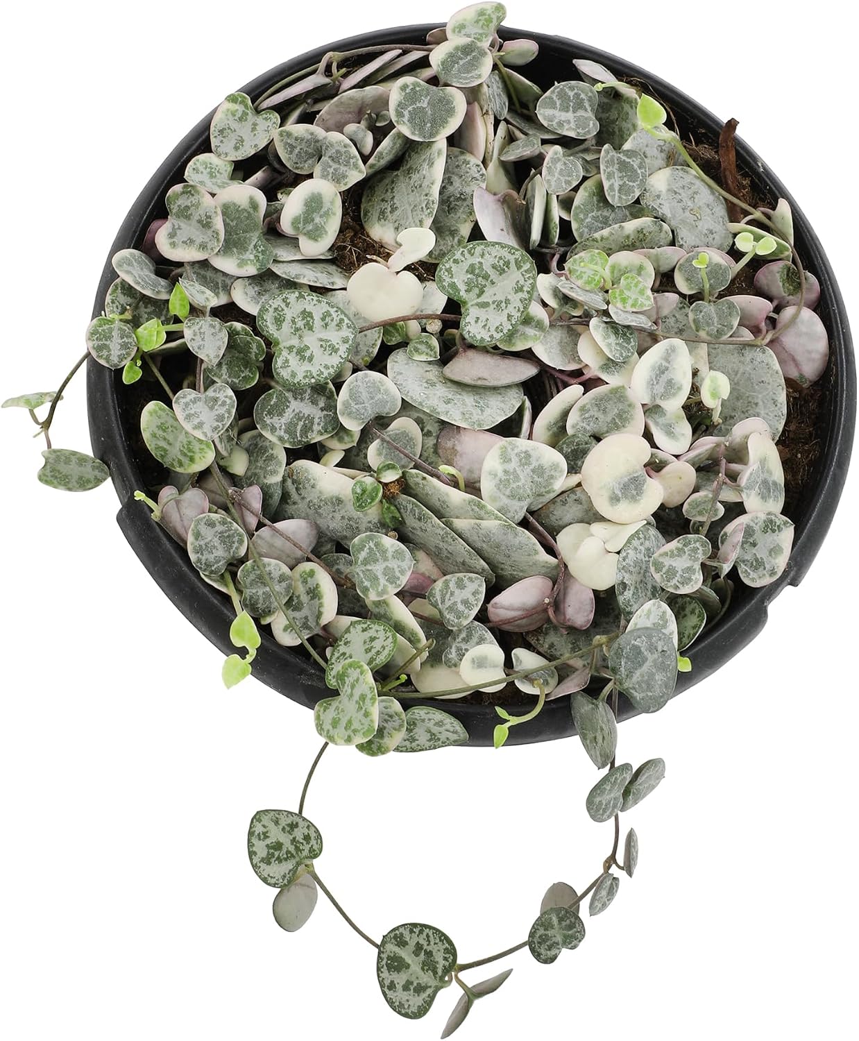 Cesta colgante cadena corazones Ceropegia vivas