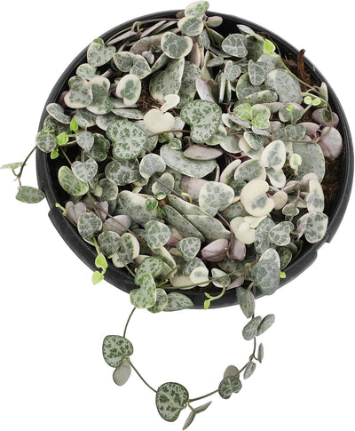 Cesta colgante cadena corazones Ceropegia vivas
