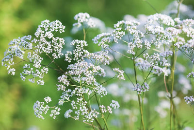 Semillas valeriana para plantar 500uds sin OMG jardín
