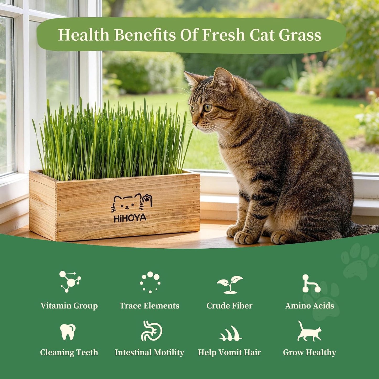 Kit hierba gato 5 paq 6 tierra coco maceta madera herramientas