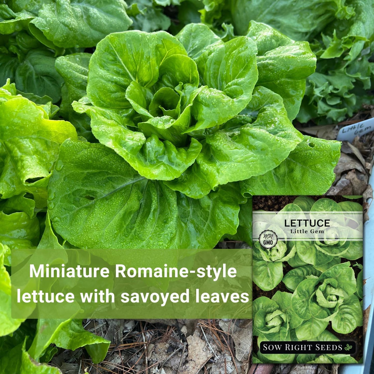 Semillas lechuga Little Gem para huerto hidroponía