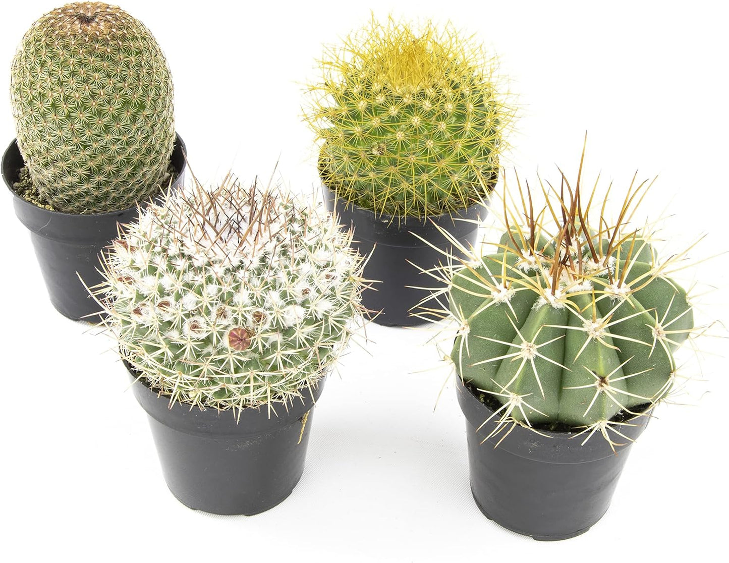 Plantas cactus vivas suculentas mezcla maceta decoracion