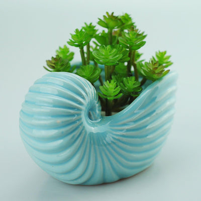 Maceta cerámica suculentas 5pulg forma caracola azul cielo