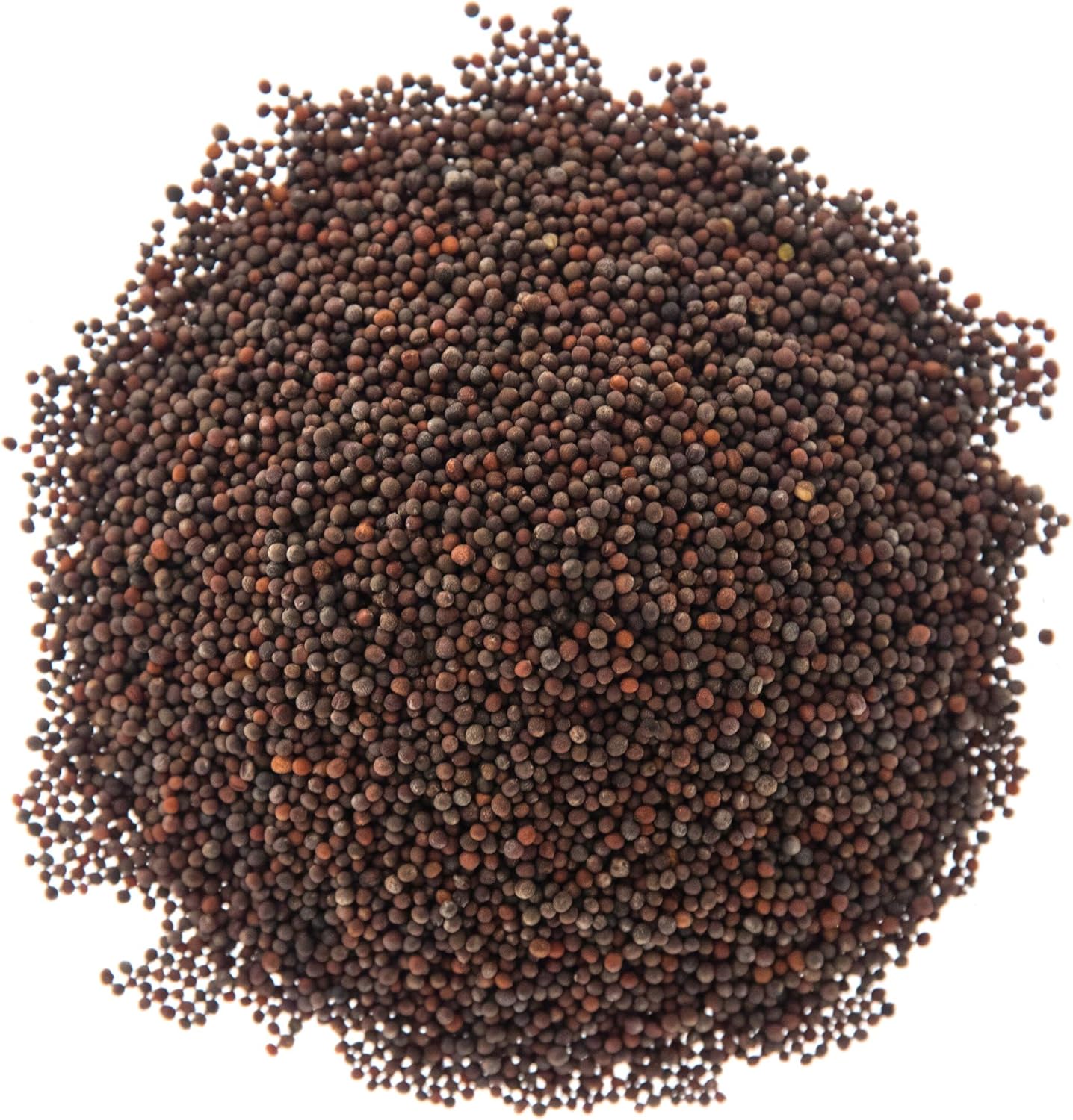 Semillas Microgreen Sulforaphane para cultivo en bandejas
