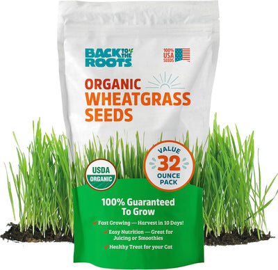 Semillas pasto trigo orgánico 2lb sin OMG hierba gatera