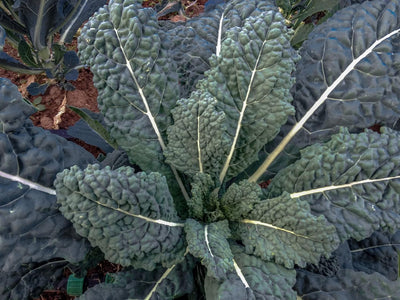 1000 Semillas Col Rizada Lacinato Toscana Negra para Plantar