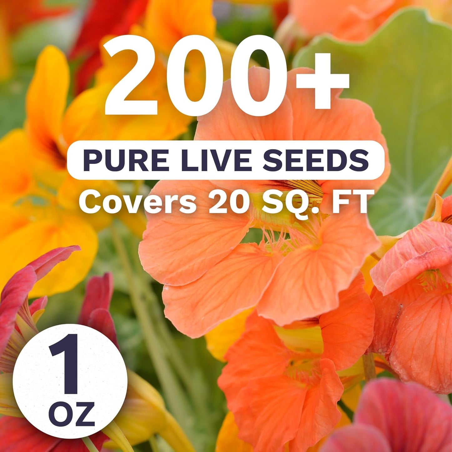 Paquete 200 semillas Nasturtium Tip Top Mix