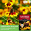 Semillas Coreopsis Plains para plantar 1 pack