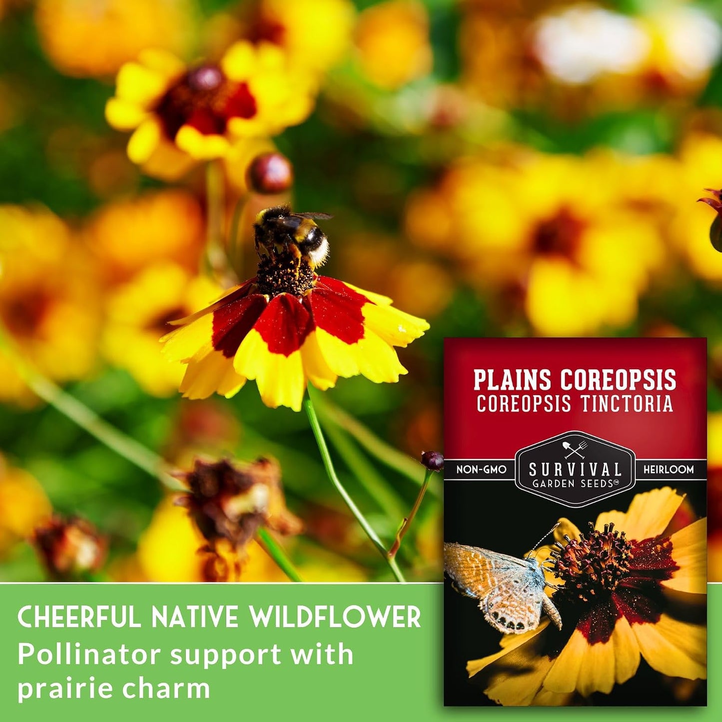Semillas Coreopsis Plains para plantar 1 pack