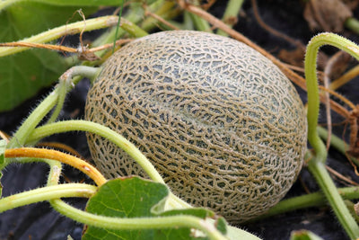 Paquete 4 variedades semillas melón no transgénicas