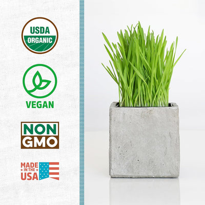 Semillas pasto trigo orgánico 2lb sin OMG hierba gatera