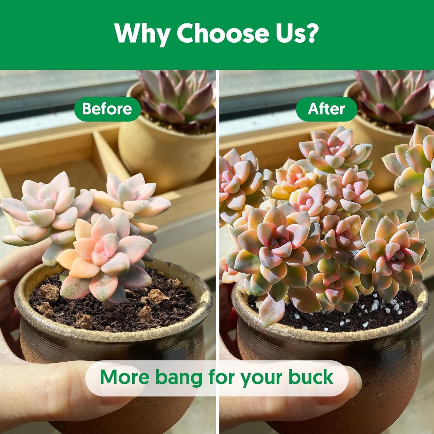 Mezcla tierra para suculentas y cactus 4qt drenaje rápido