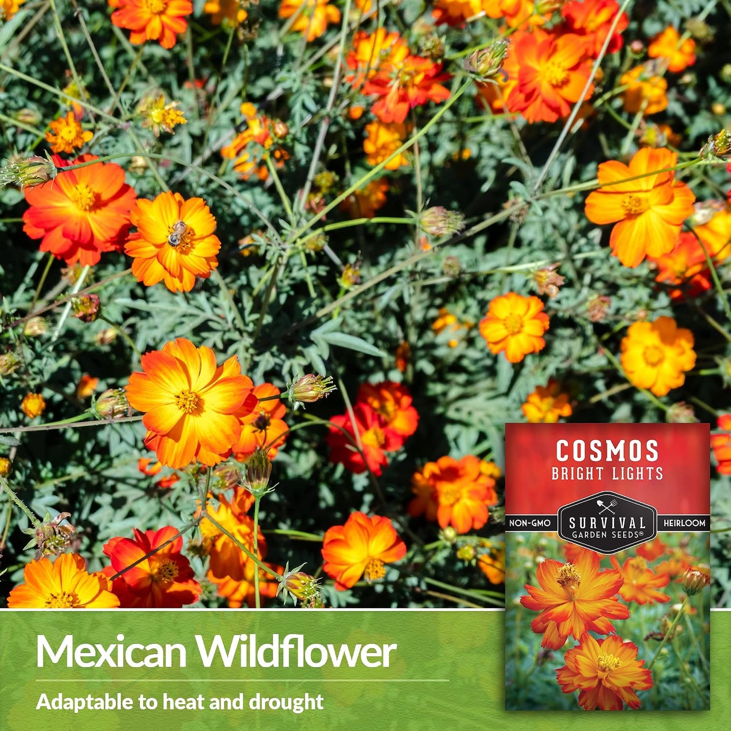 Semilla Cosmos Bright Lights con instrucciones para cultivar
