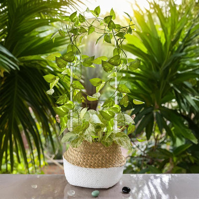 Soporte acrílico transparente para plantas enrejado forma U