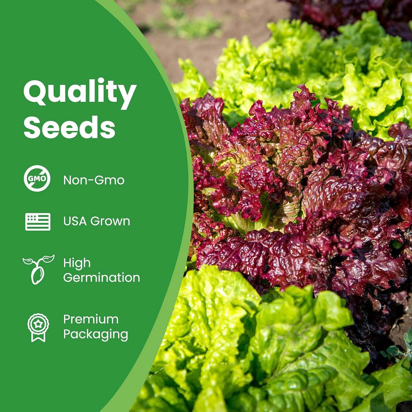 7 Pzas Semillas Lechuga Orgánica 7 Variedades Hidroponía