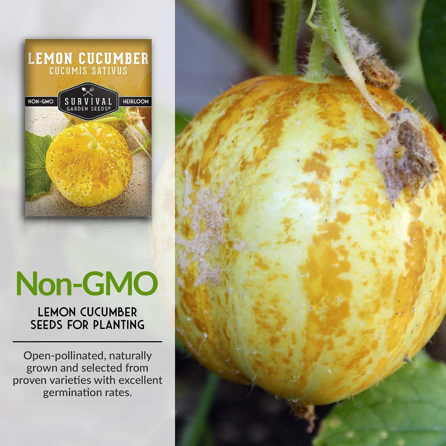 Semillas pepino limón variedad reliquia con instrucciones