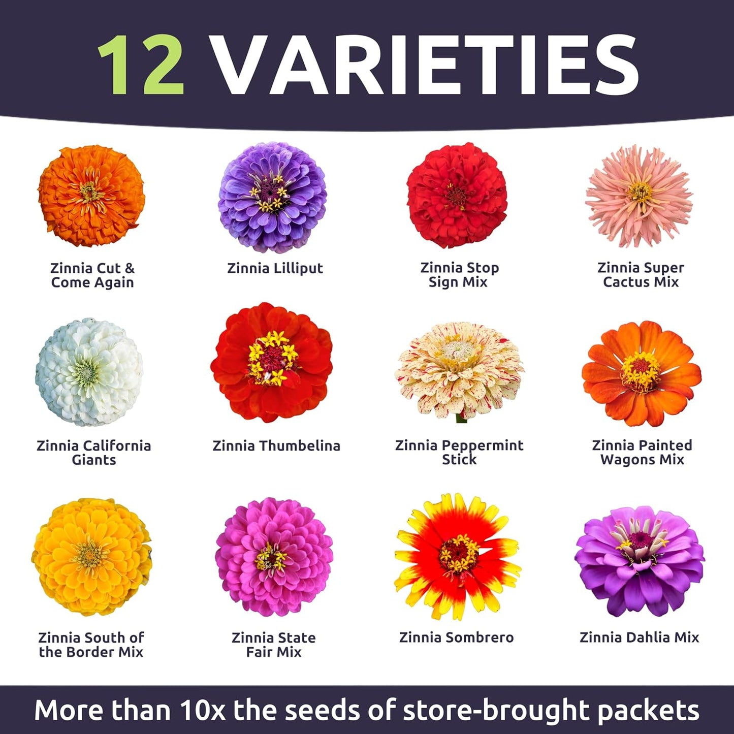 Paquete 4000 semillas Zinnia elegans 1oz