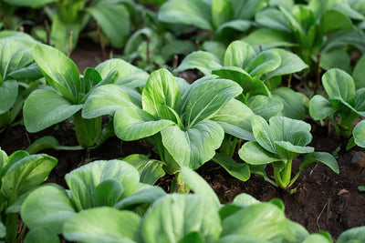 1000 Semillas Bok Choy Tallo Verde Sin OMG