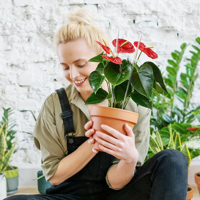 Estacas acrílico orquídeas 20pzas 15.7pulg