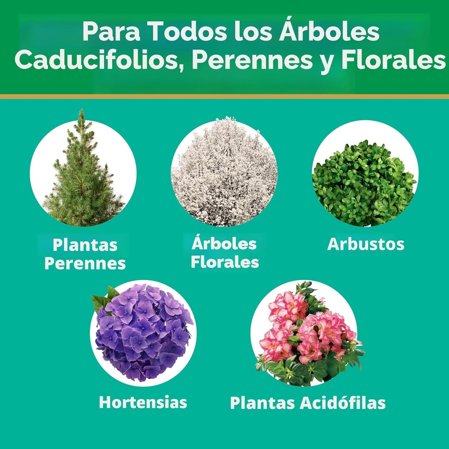 Puntas alimento para árboles y arbustos 12 pzas