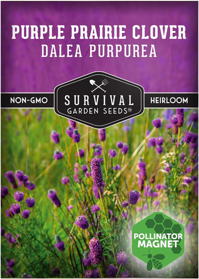 Semillas trébol pradera púrpura flor silvestre nativa