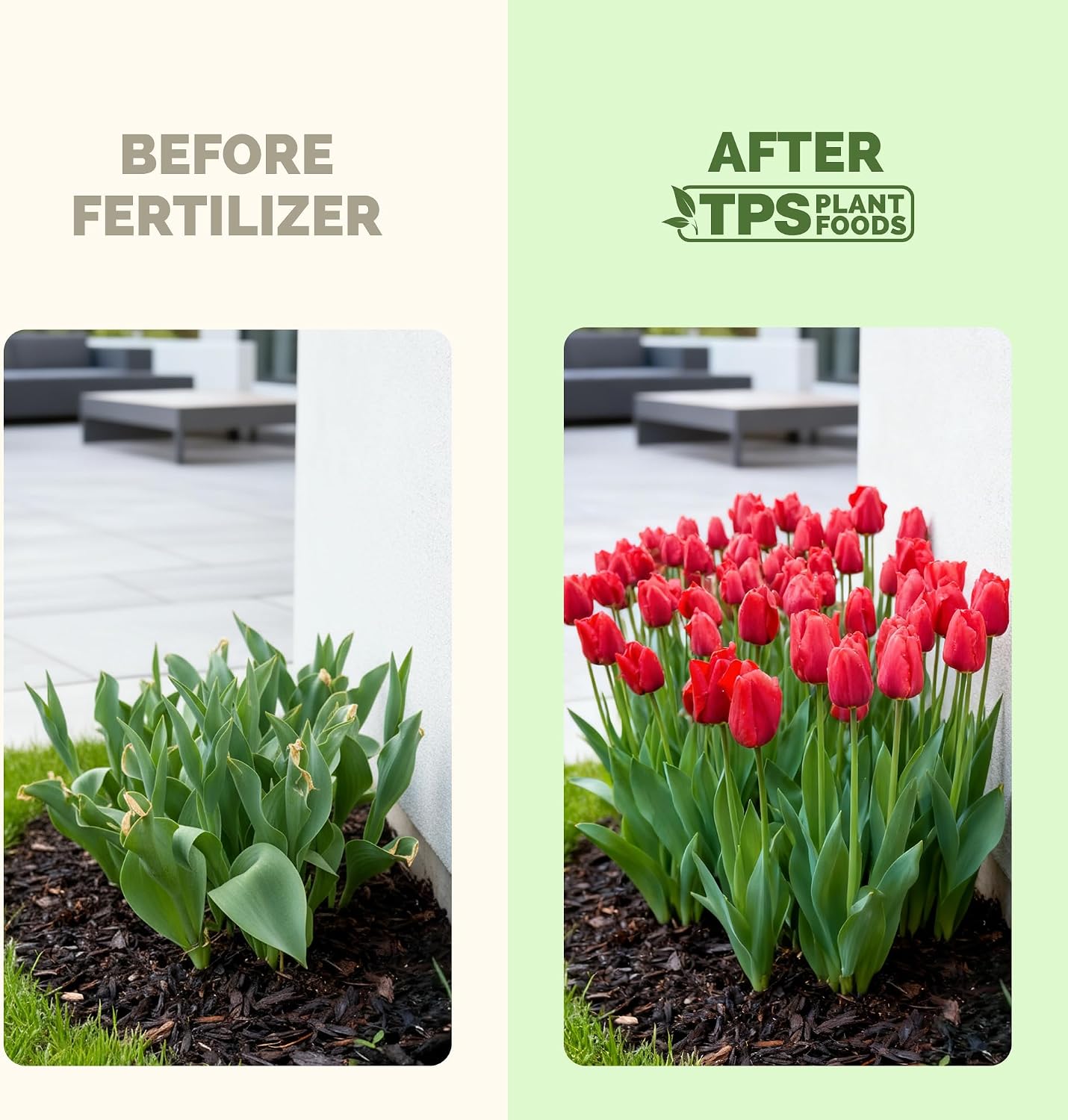 Fertilizante líquido para bulbos de tulipán 8oz