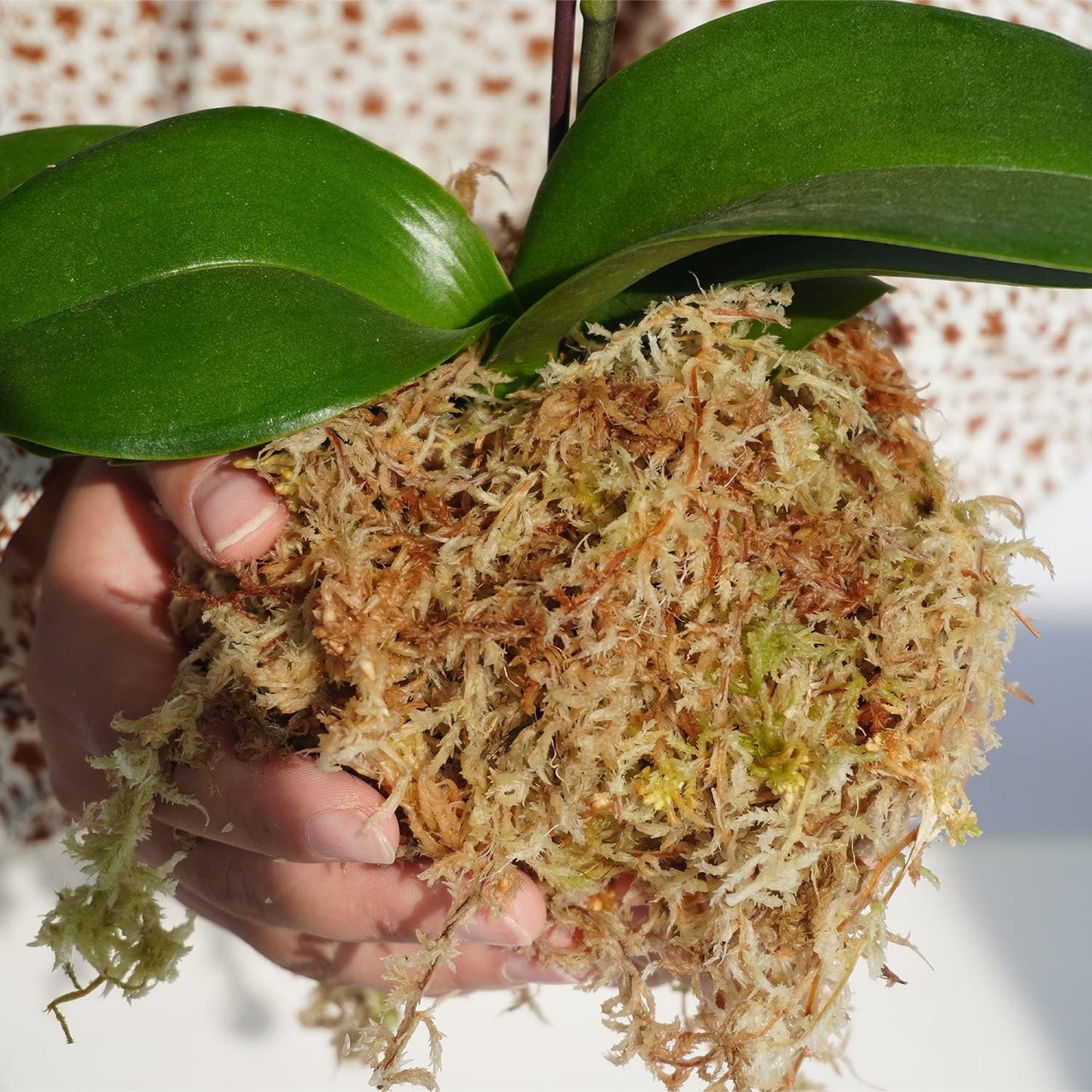 Musgo Sphagnum 34QT para Orquídeas 10oz