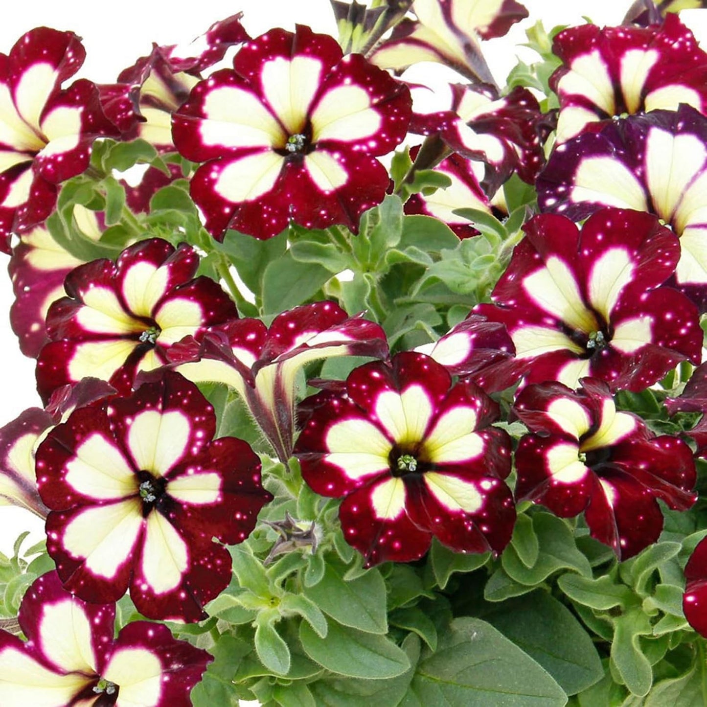 Semillas mixtas petunia onda enana para jardín
