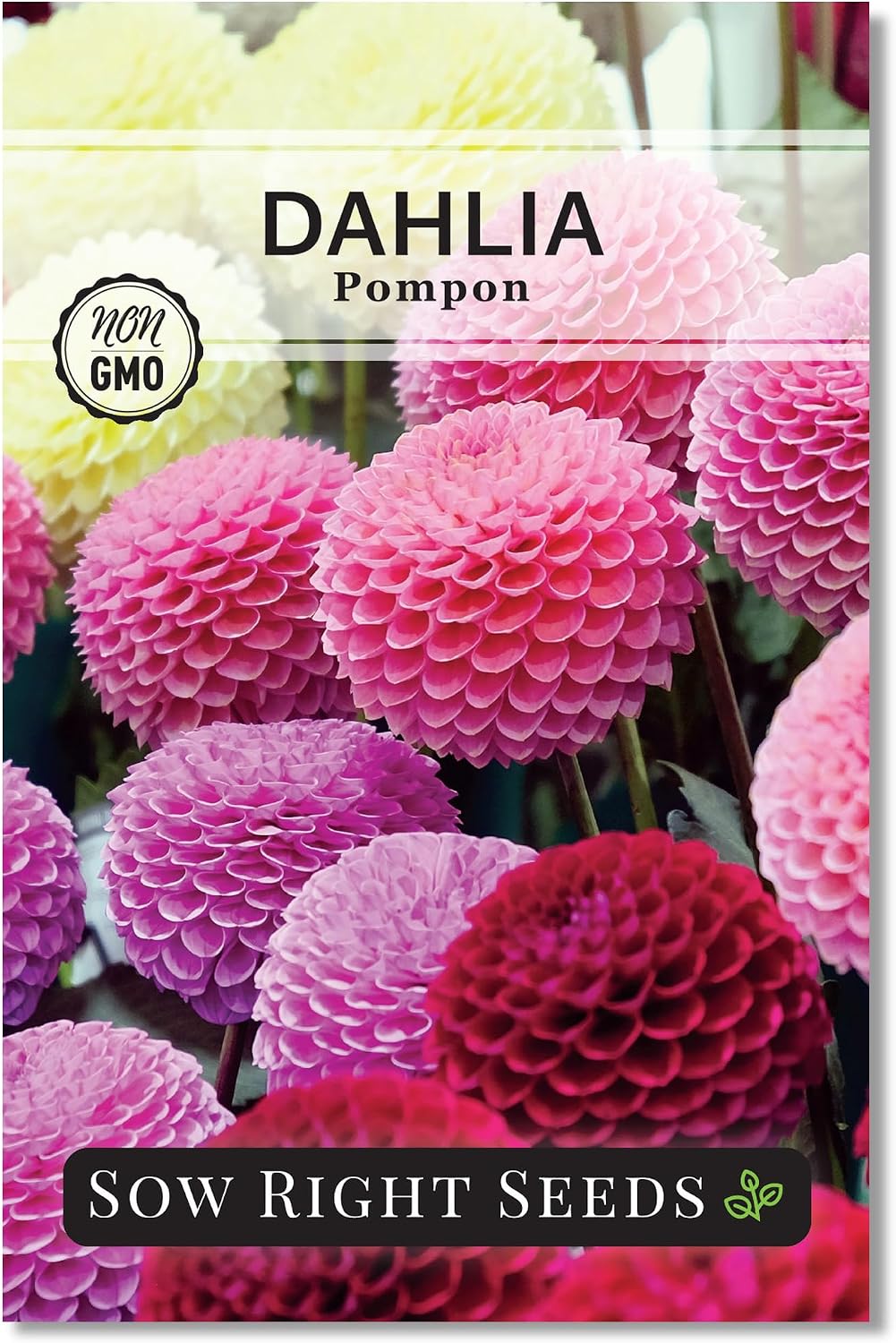 Semillas dalia pompon anual flor jardín colorida