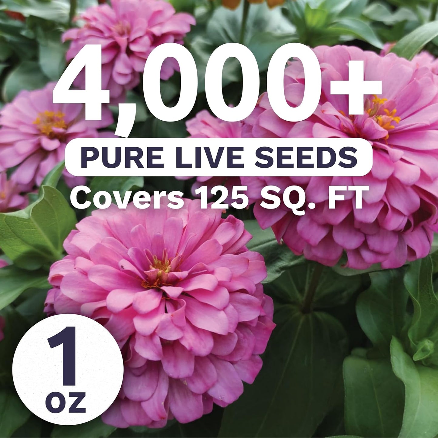 Paquete 4000 semillas Zinnia elegans 1oz