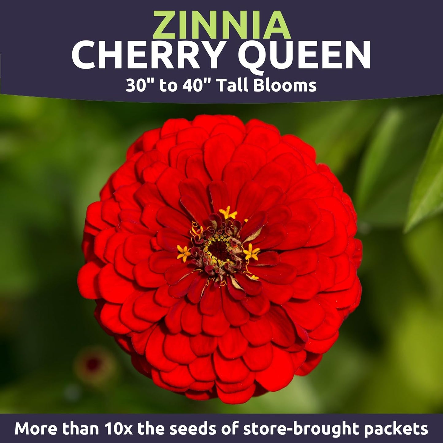 Paquete 16000 semillas Zinnia Cherry Queen 4oz