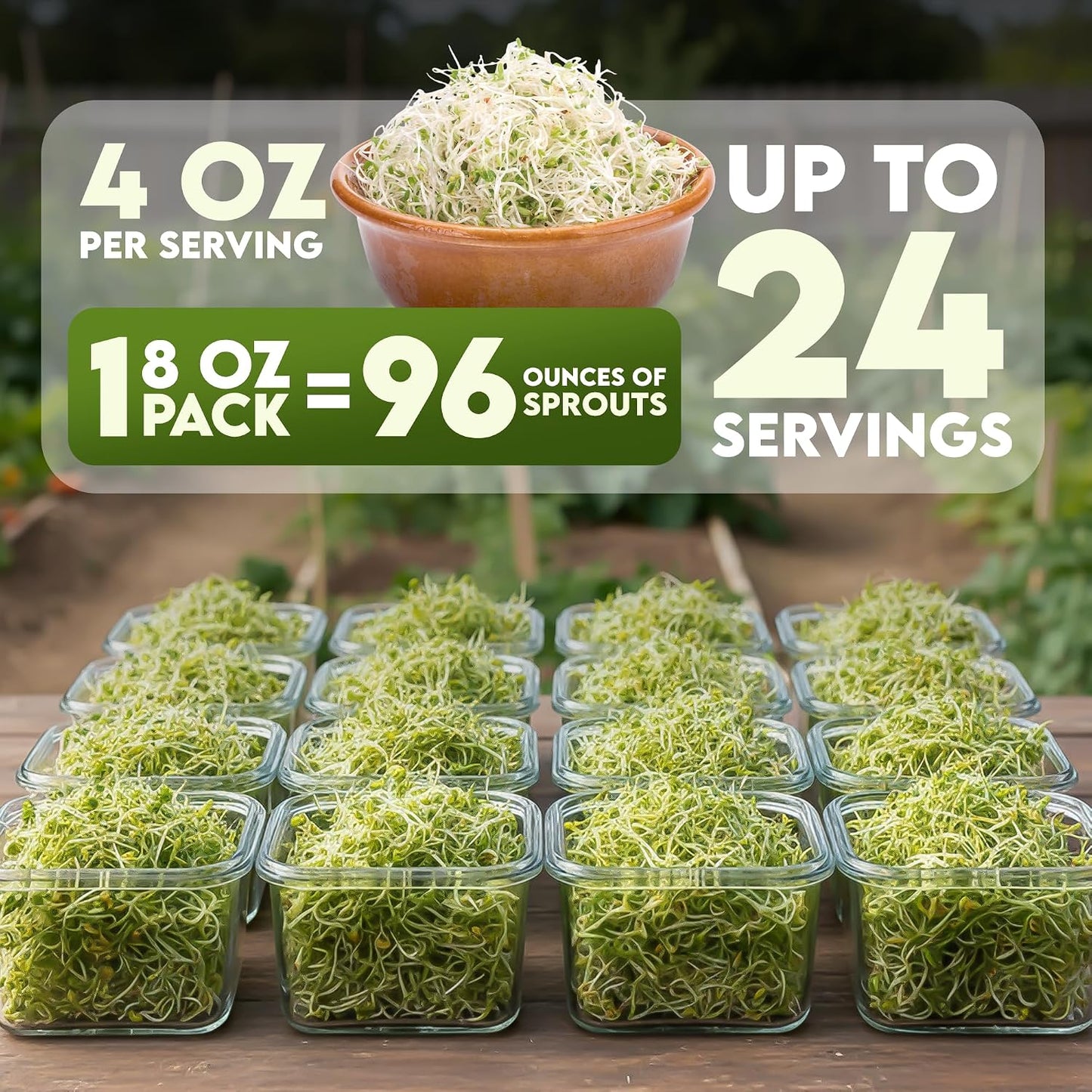 Semillas brócoli orgánicas para germinar sin OMG