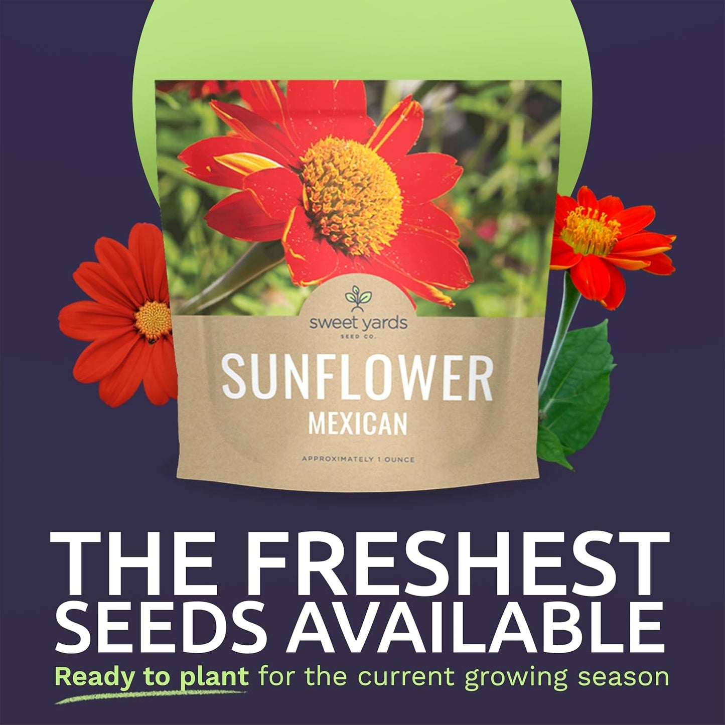 Semillas girasol mexicano 2500+ polinizadas sin OMG