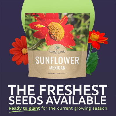 Semillas girasol mexicano 2500+ polinizadas sin OMG