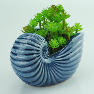 Maceta cerámica suculentas 5pulg forma caracola soporte jabón