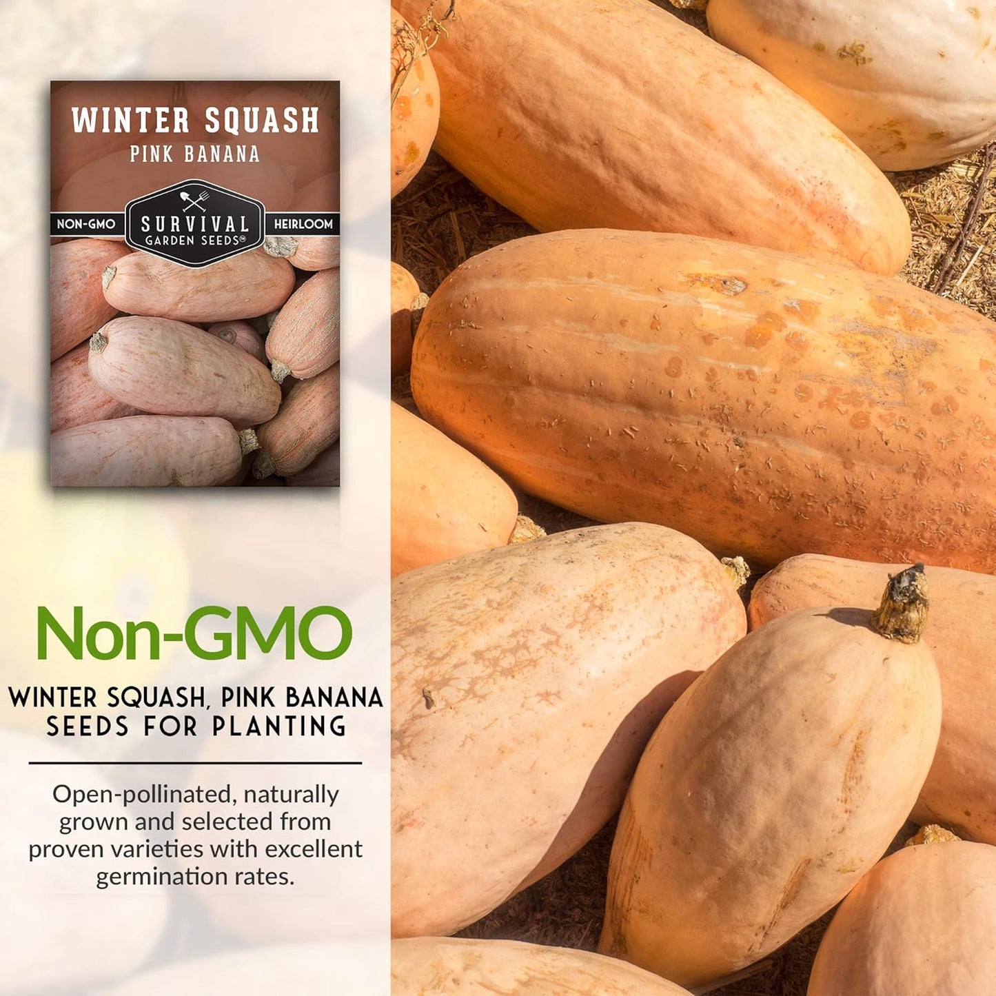 Semilla calabaza invierno plátano rosa con instrucciones