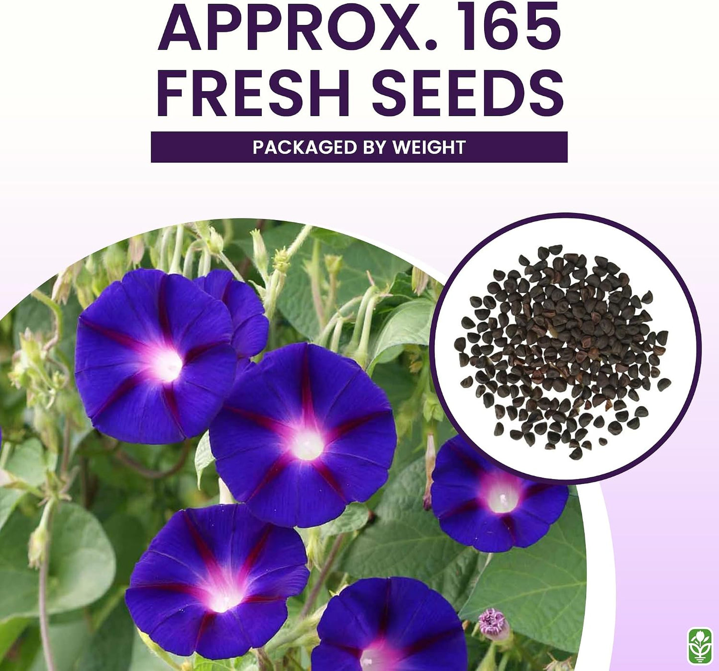 Semillas de enredadera floreciente morada 165 uds