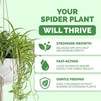 Fertilizante liquido para plantas araña TPS 8oz