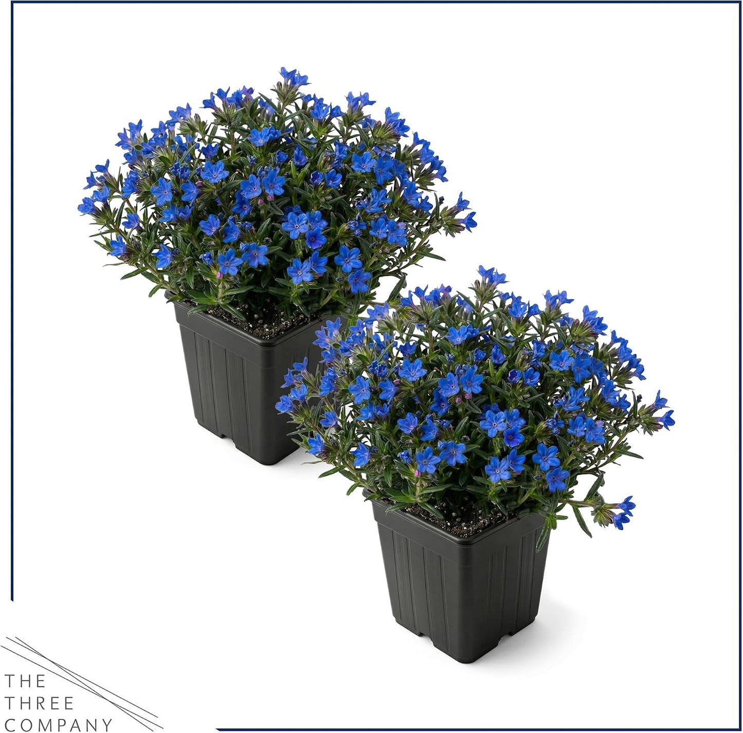Lithodora Azul Perenne 6pulg Maceta 1qt