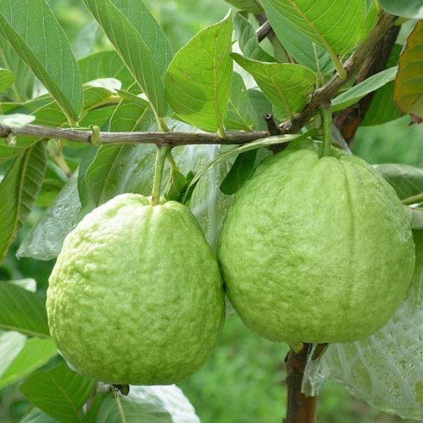 Semillas guayaba enana para plantar 15 pzas jardín