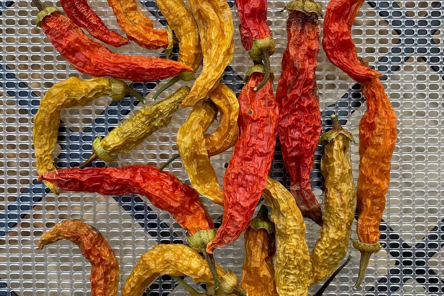 Semillas Aji Amarillo orgánicas para plantar chile peruano 30 pzas