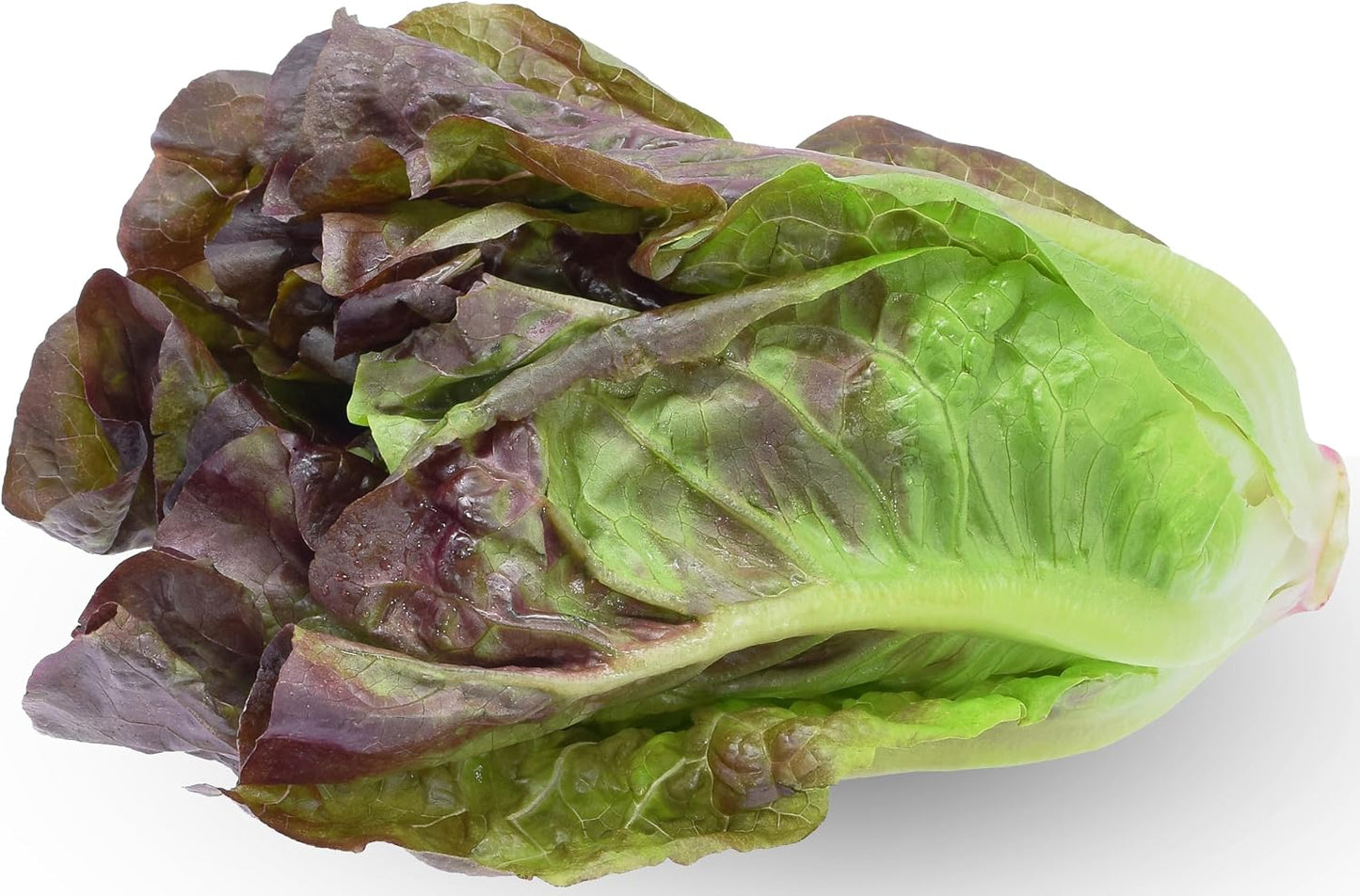 1000 Semillas Lechuga Roma Roja Sin OMG