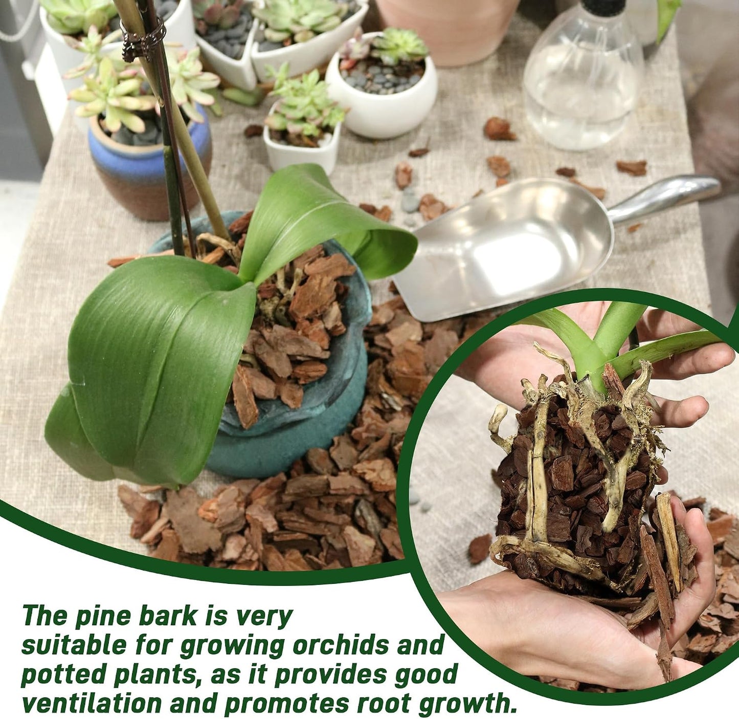Mantillo natural de orquídea para macetas desarrollo raíces